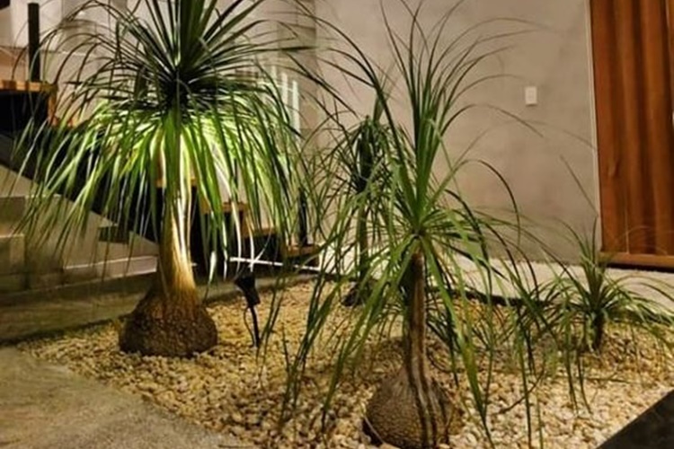 jardim de baixa manutenção sol