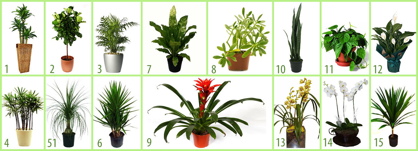 plantas fáceis de cuidar varanda