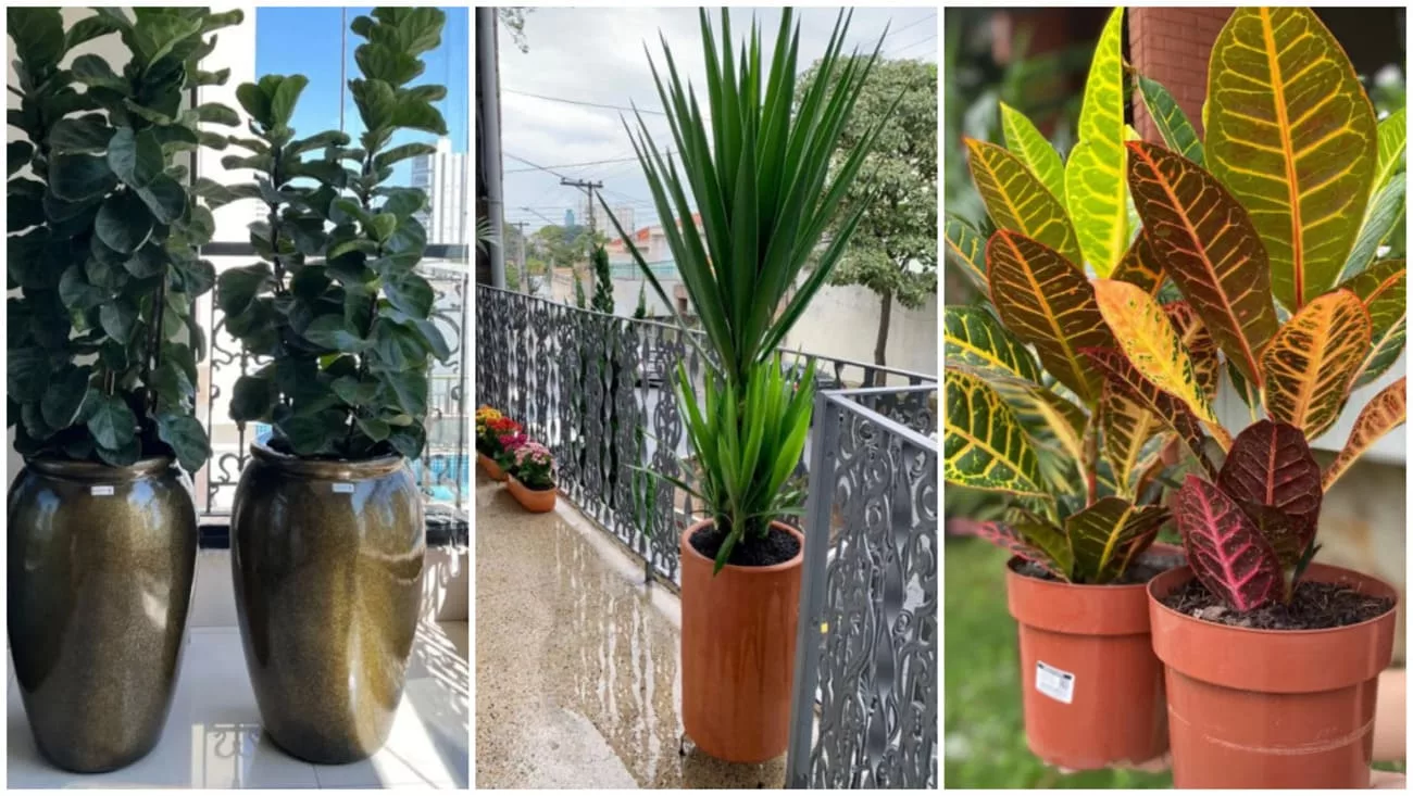 plantas para varanda gourmet