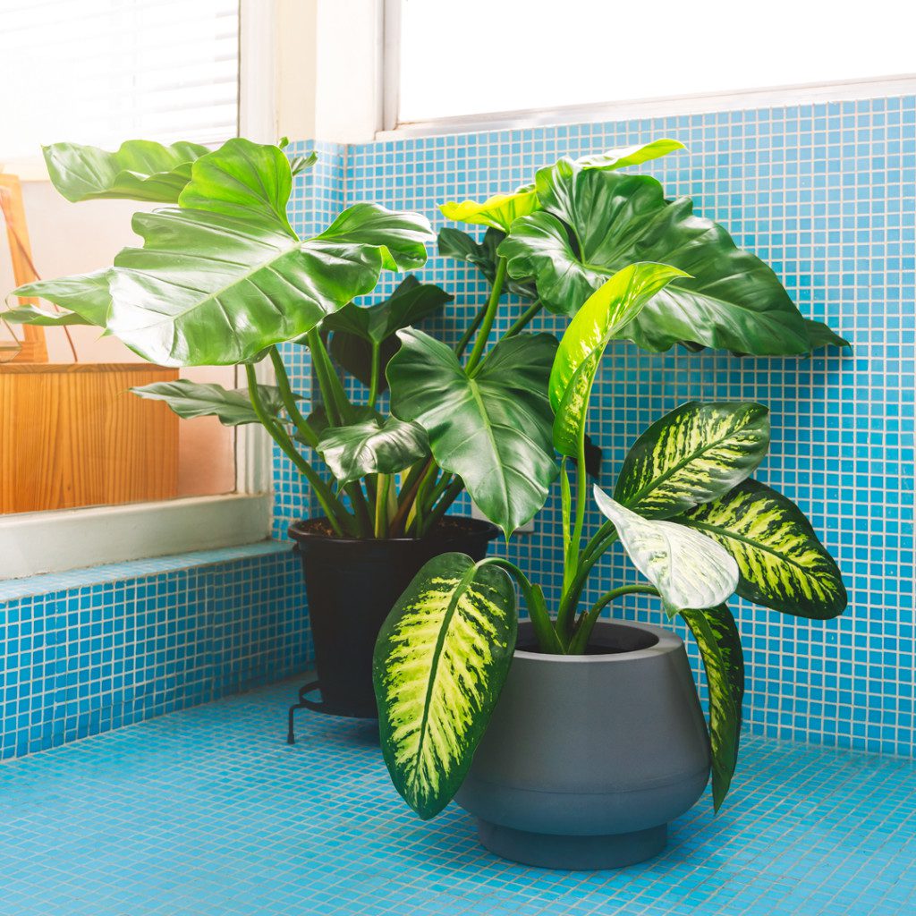 decorar varanda com plantas