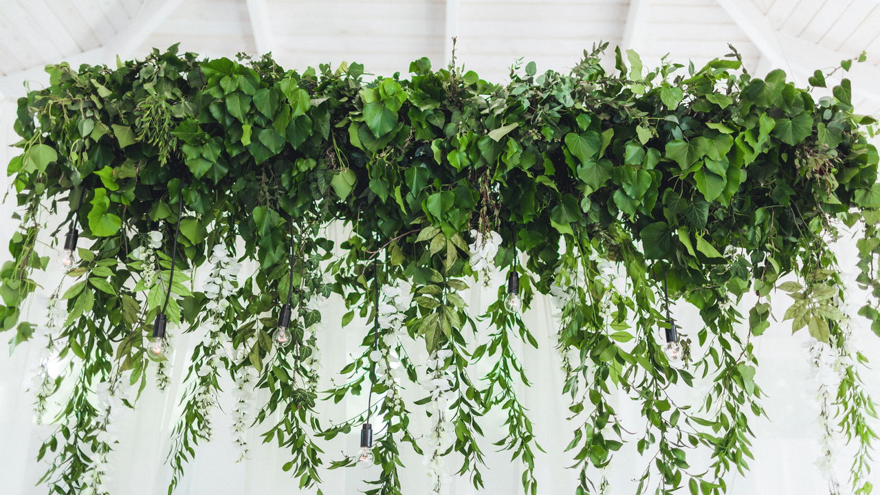 plantas pendentes para decoração