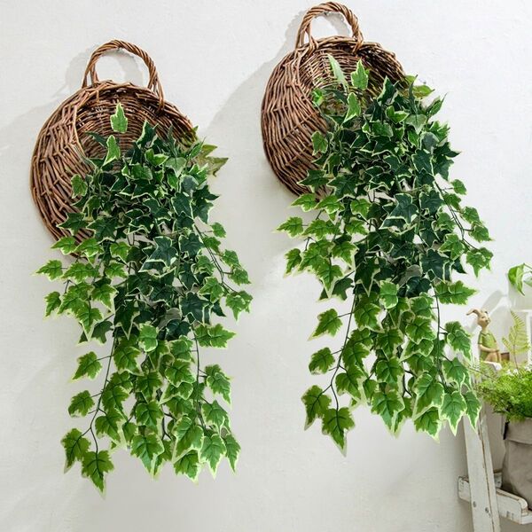 como cuidar de plantas em casa