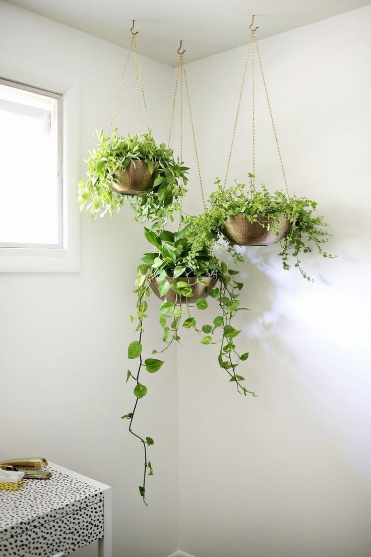 espécies de plantas para apartamento