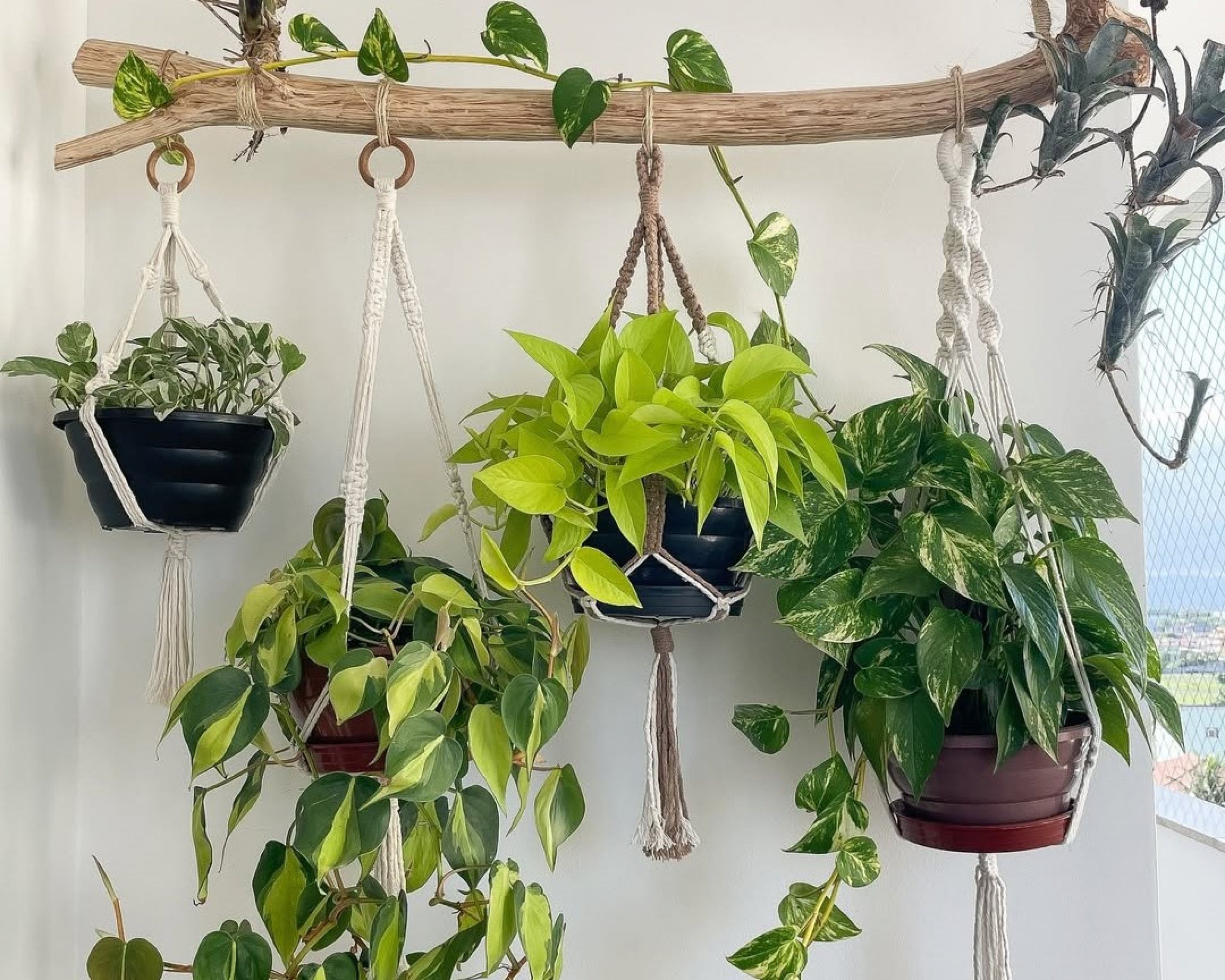 suportes para plantas suspensas