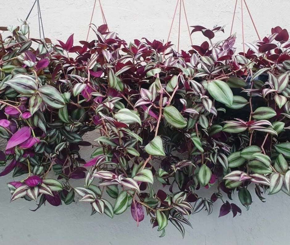urban jungle em casa