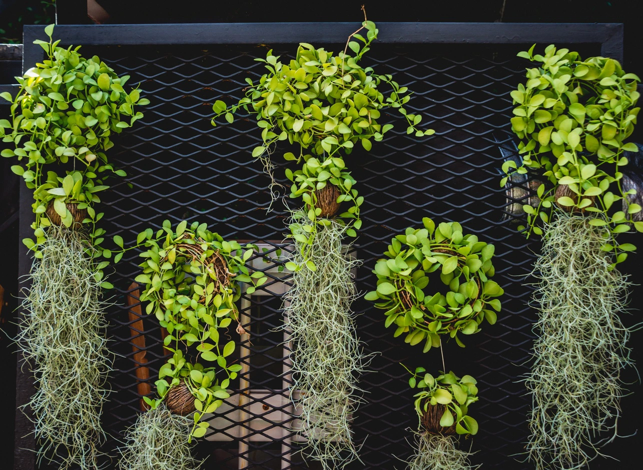 plantas que purificam o ar