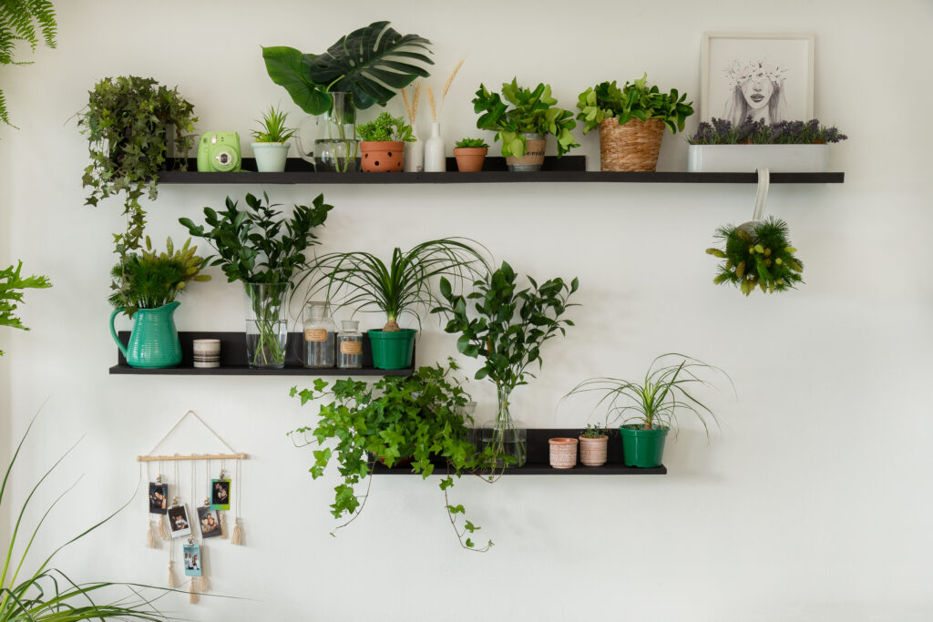 como cuidar de plantas em casa