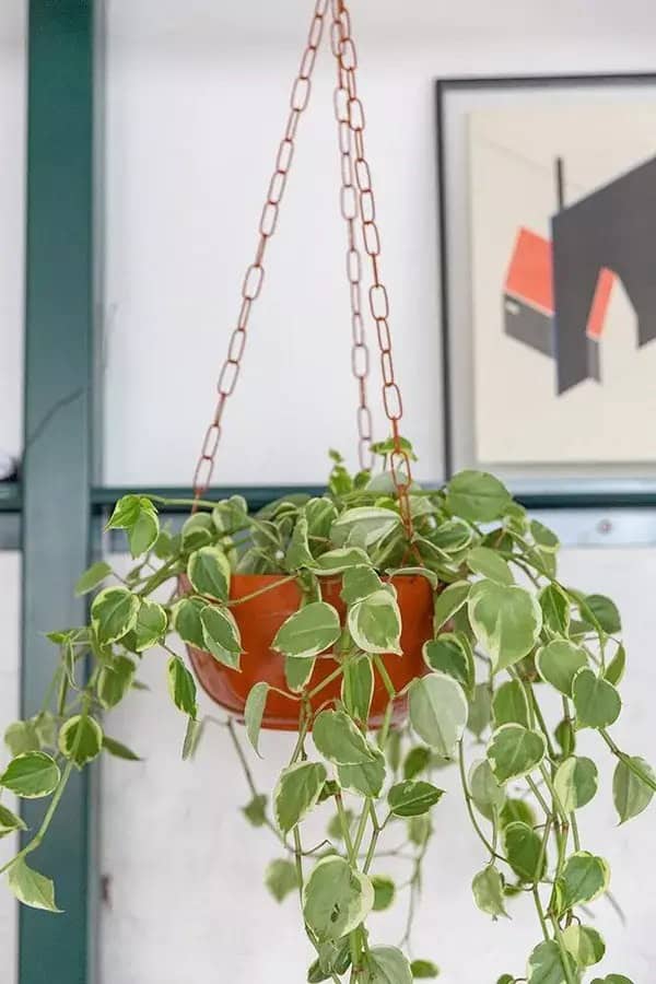 espécies de plantas para apartamento