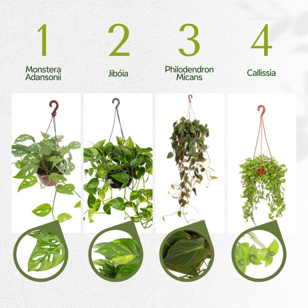 plantas para ambientes com pouca luz
