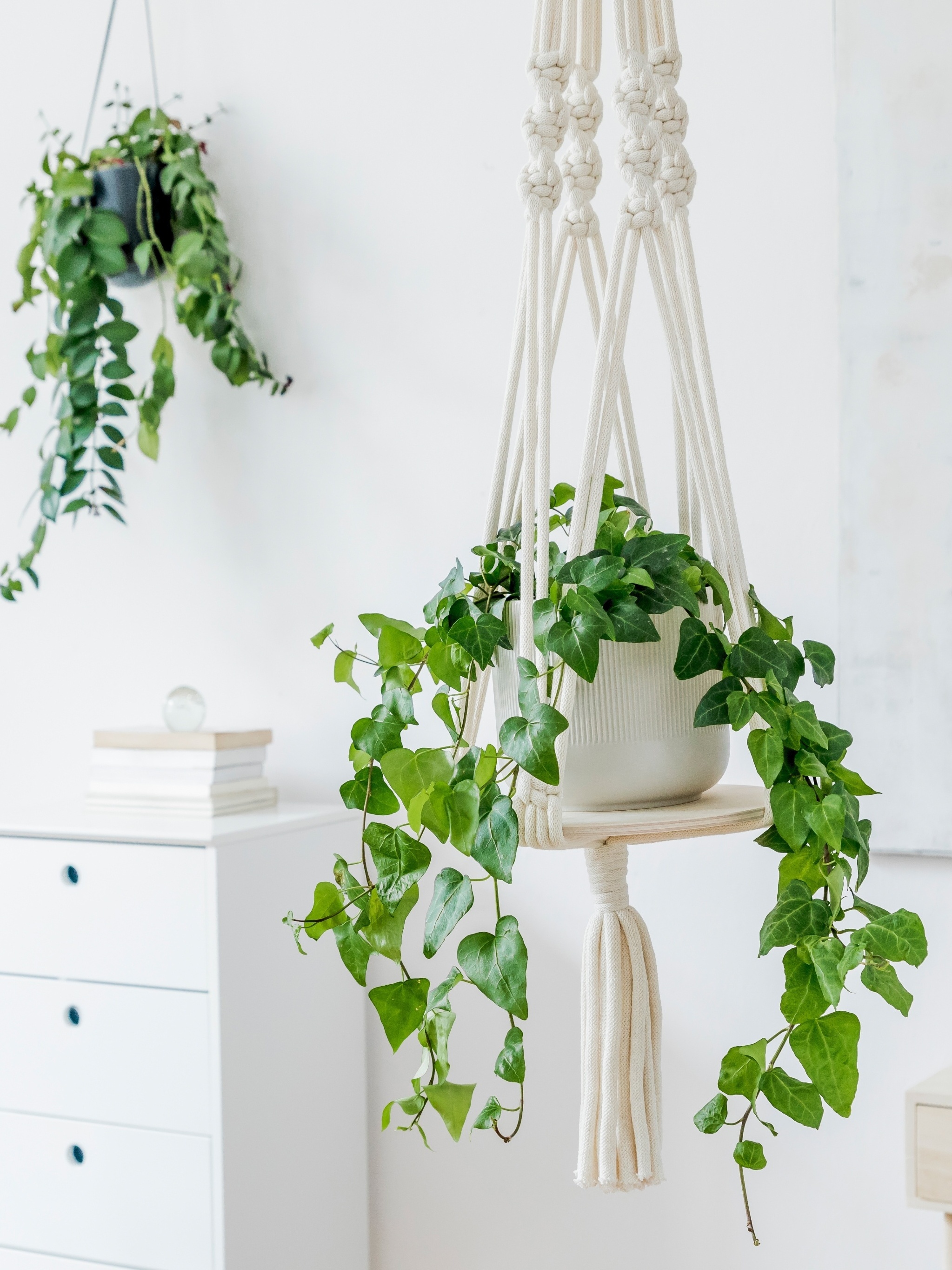 urban jungle em casa