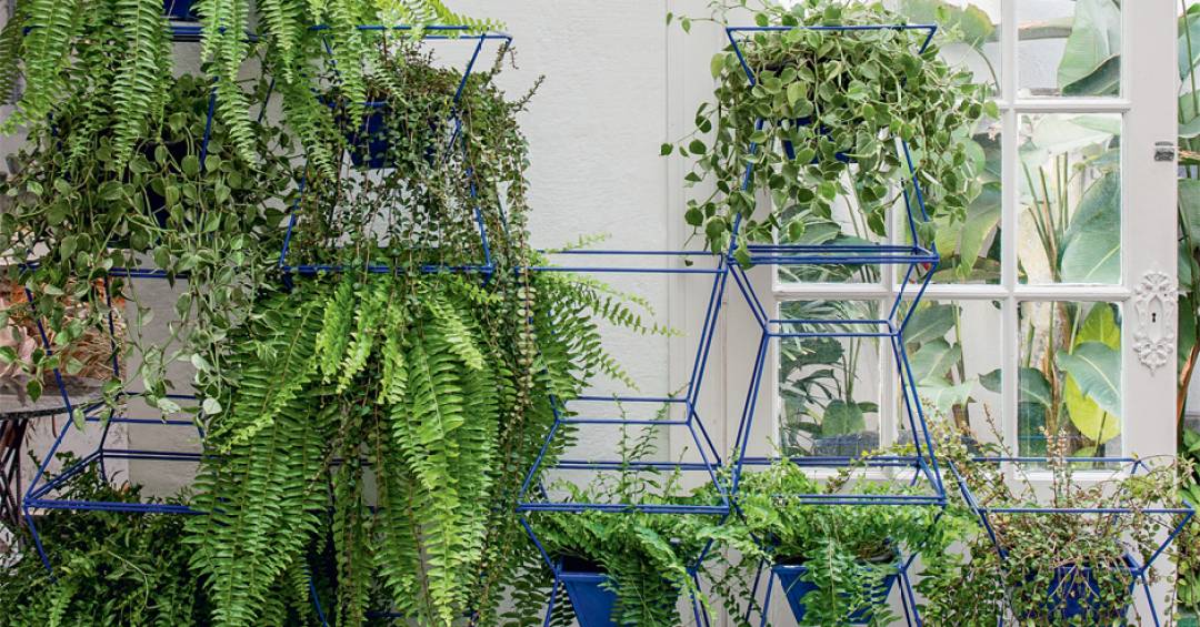 plantas que purificam o ar