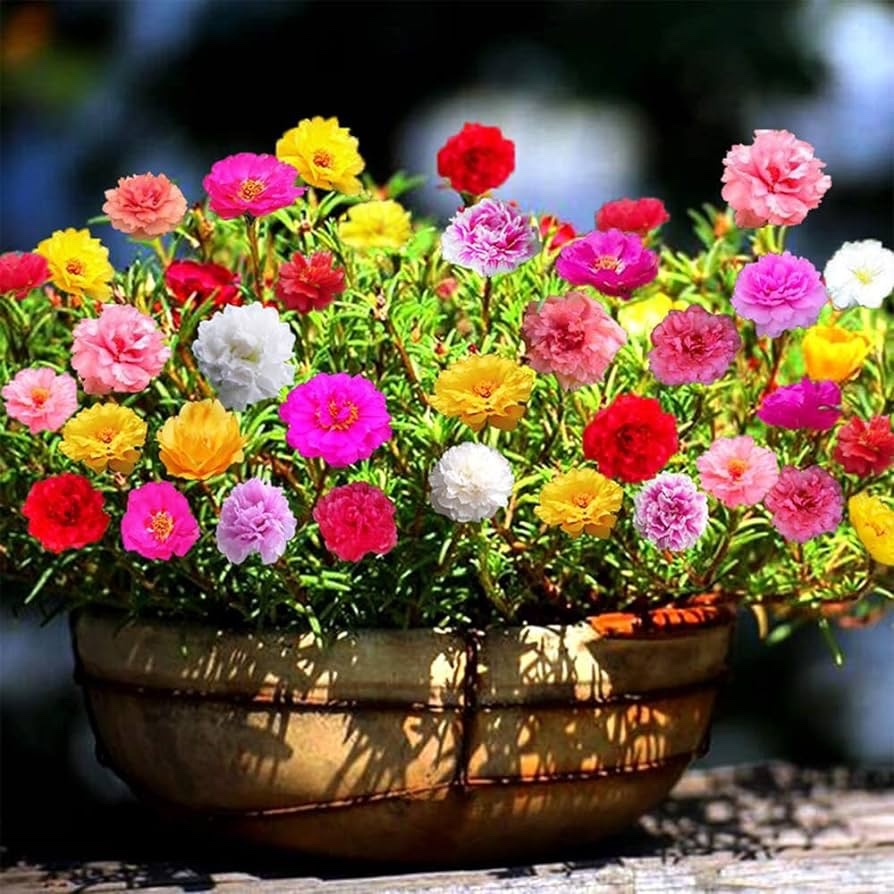 Flor de onze horas
