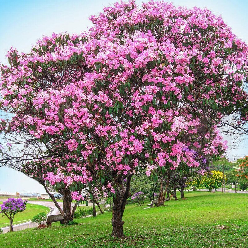 árvore quaresmeira roxa
