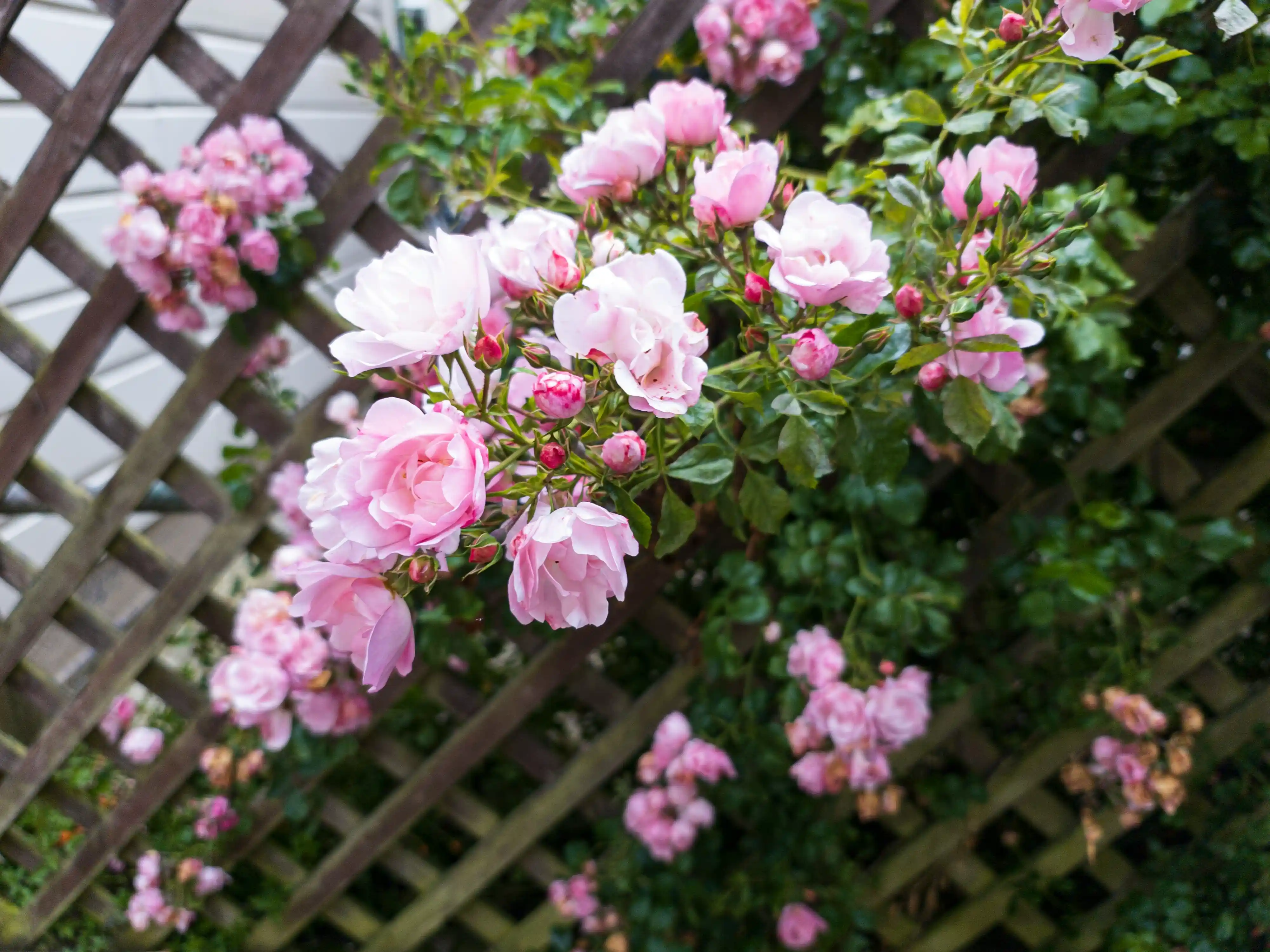 rosas trepadeiras para muros