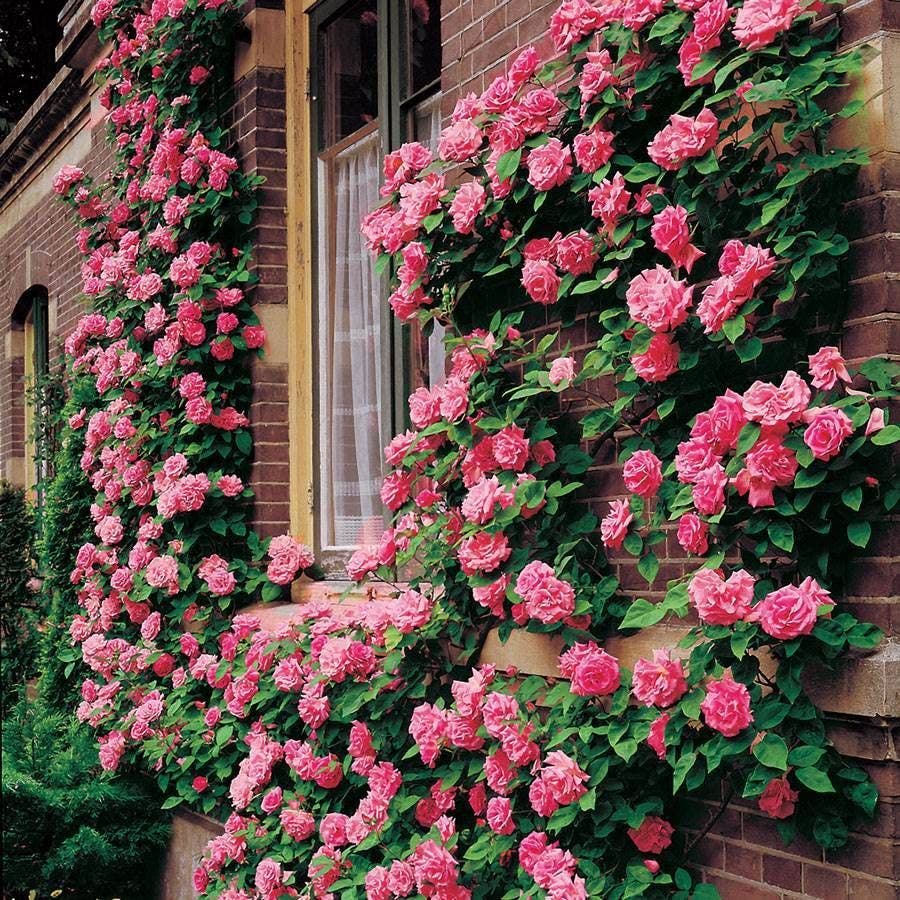 rosas trepadeiras para pergolados