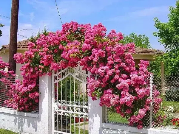 rosas trepadeiras em vasos