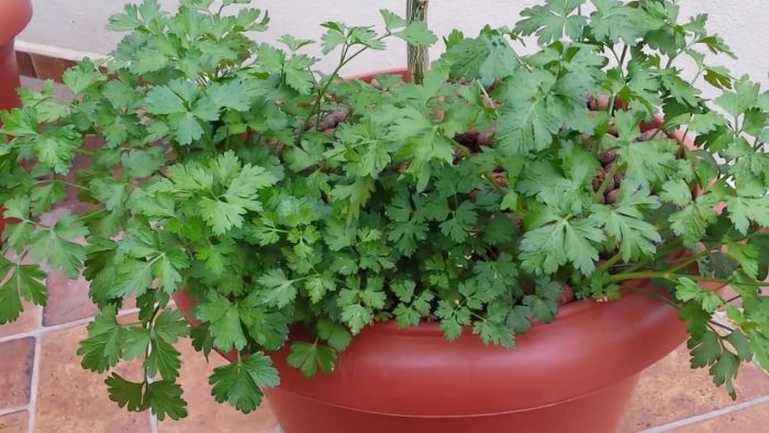 salsa folha lisa vs folha crespa