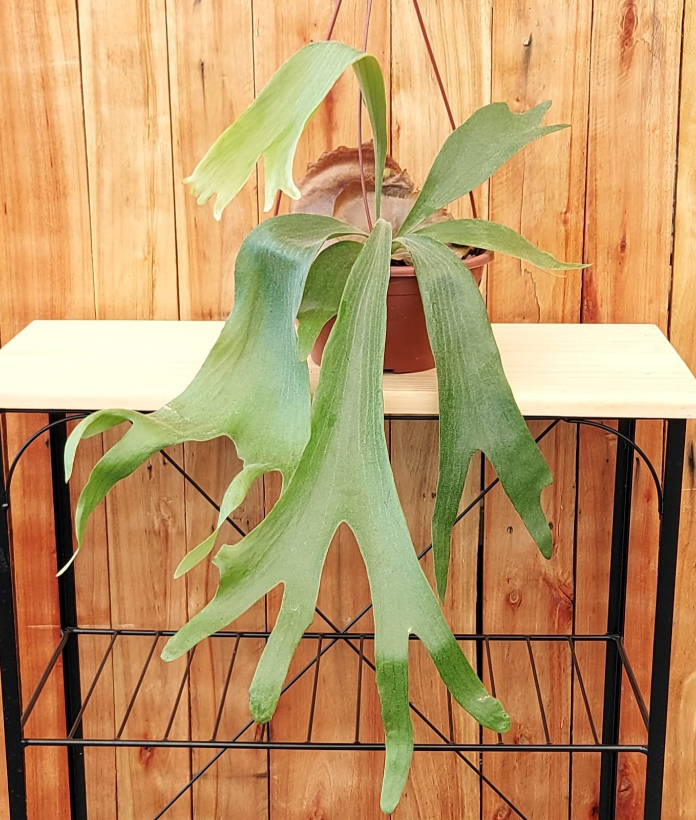 Platycerium bifurcatum cuidados