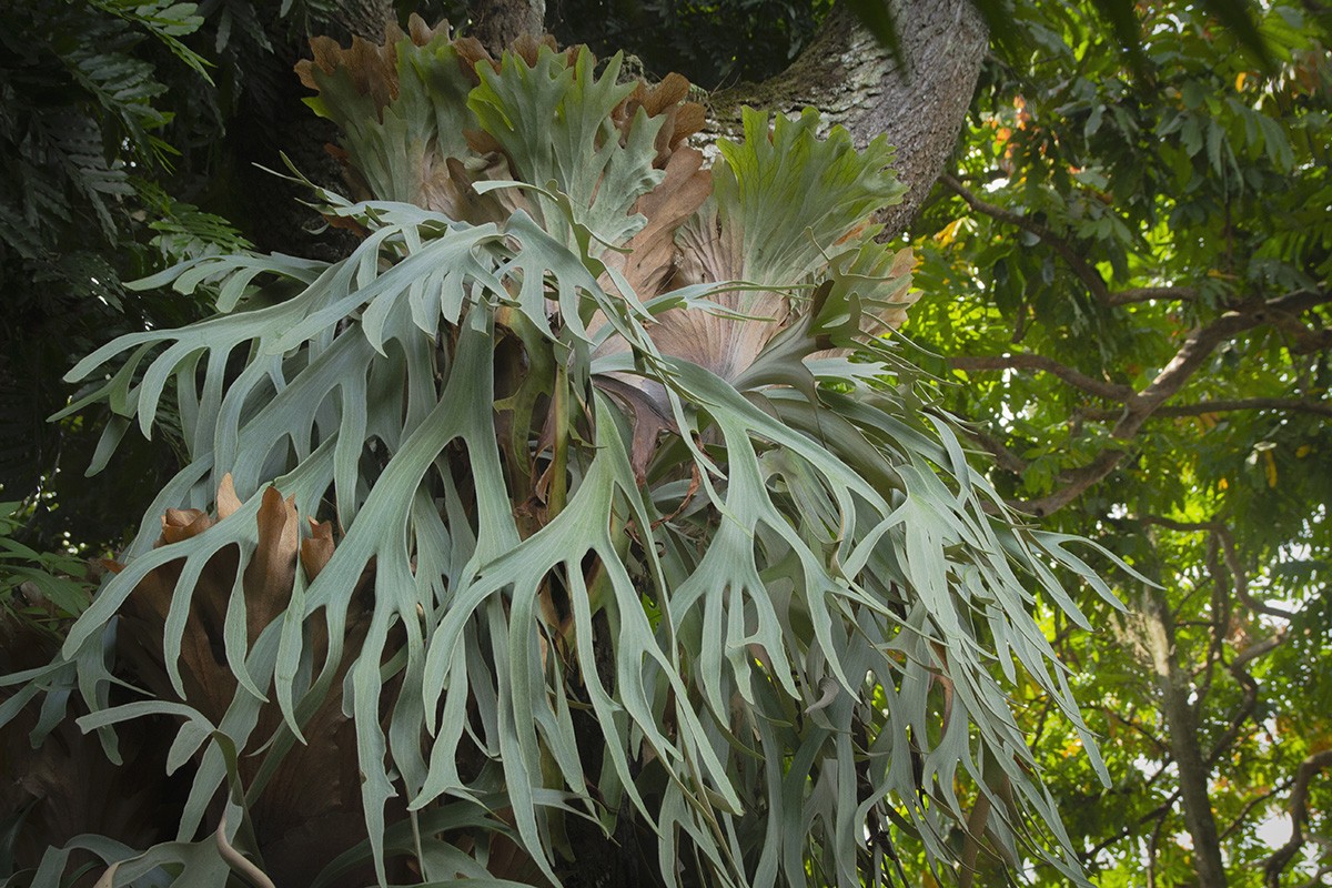Cultivo chifre de veado
