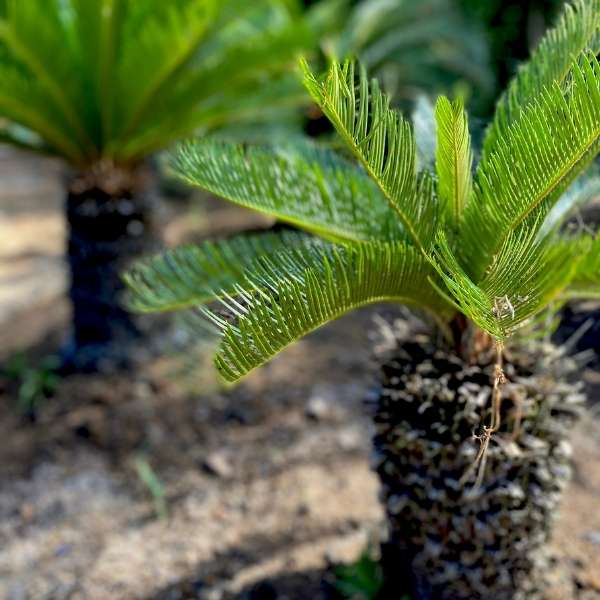 plantas de interior pequenas