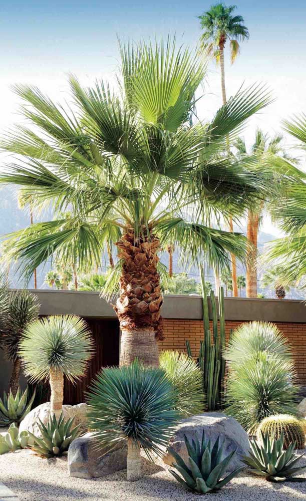 plantas de interior pequenas
