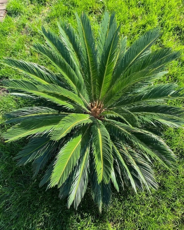 plantas de interior pequenas