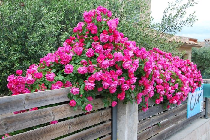 trepadeiras para muros com flores rosas