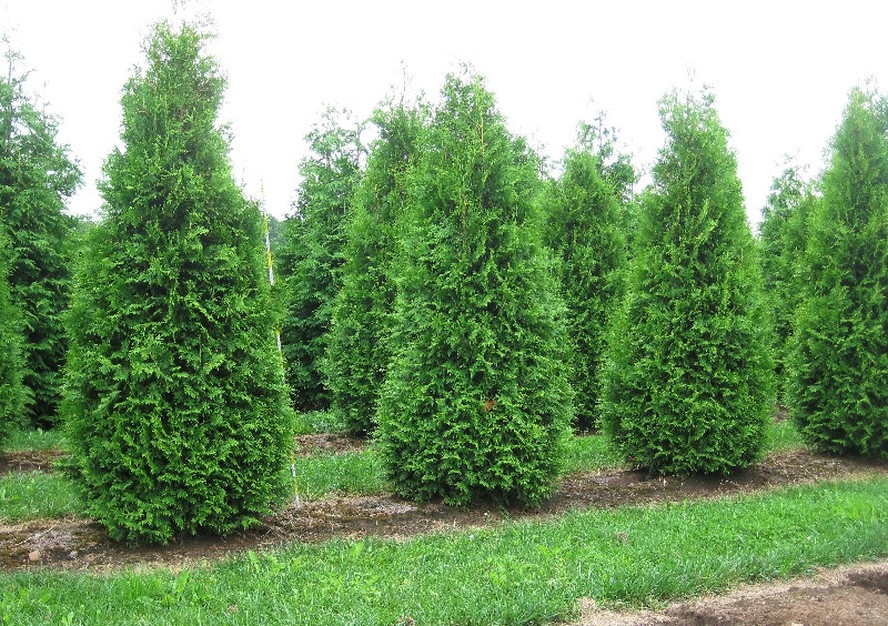 cupressus macrocarpa