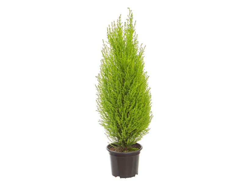 pinheiro de natal natural