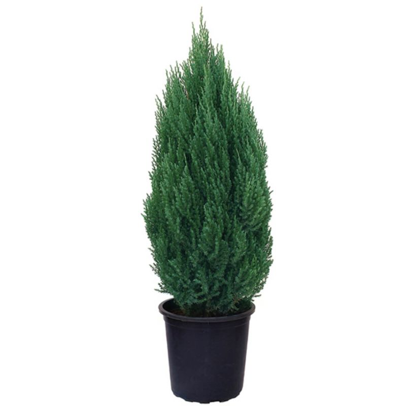 Juniperus chinensis 
