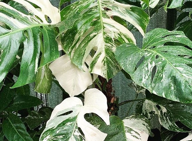 significado planta variegata