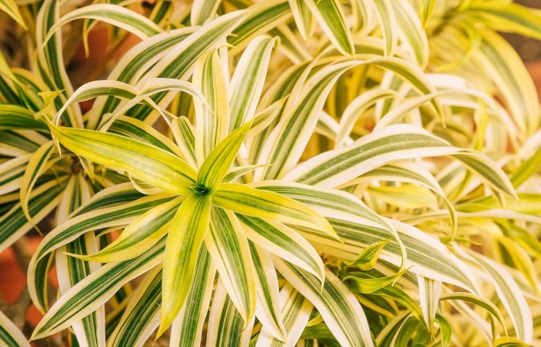 cuidados plantas variegatas