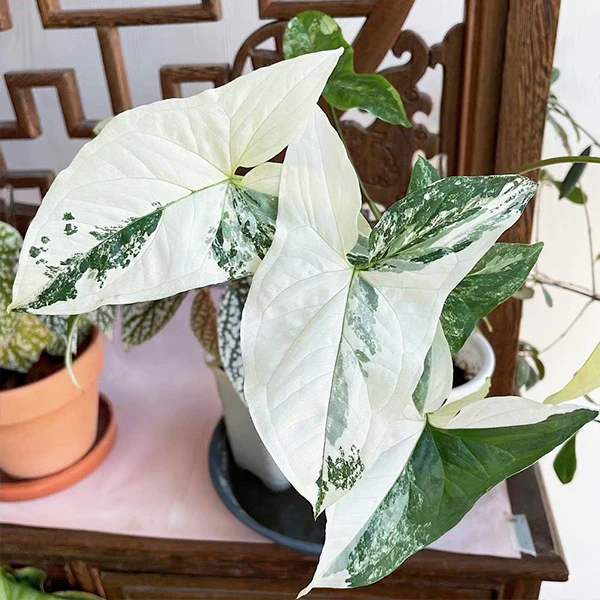 plantas com folhas coloridas
