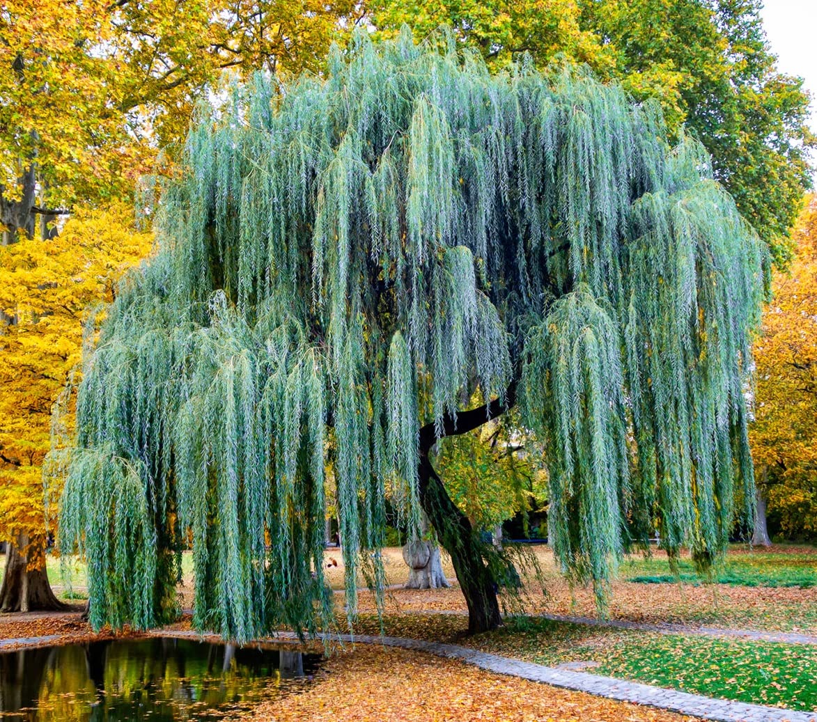 Willow Tree sculptures