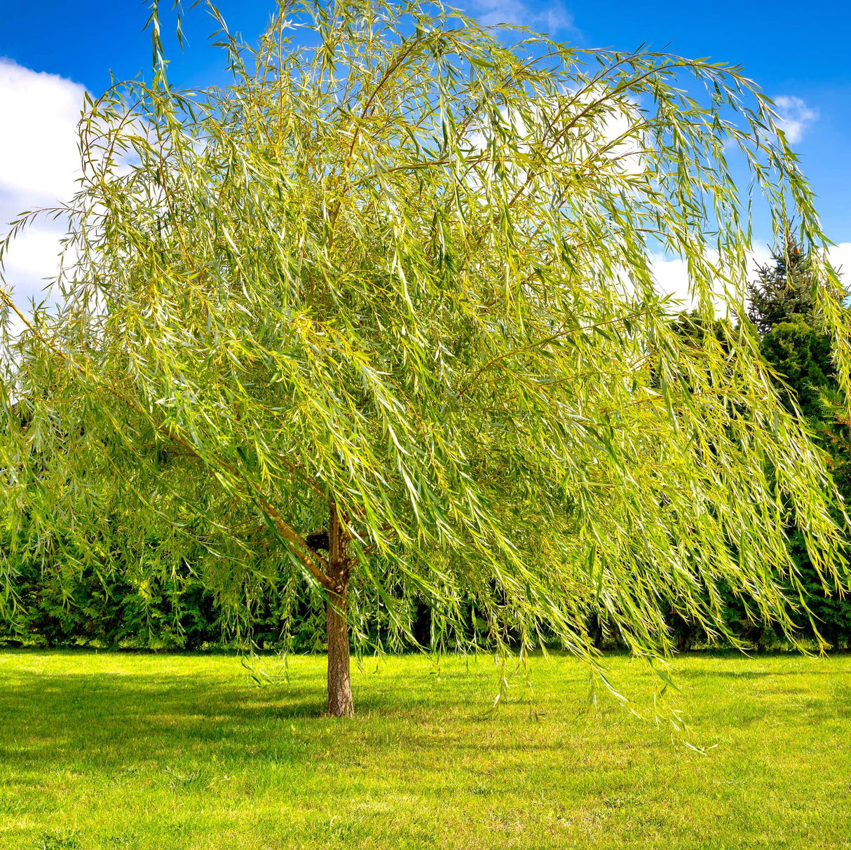 Willow Tree Angel