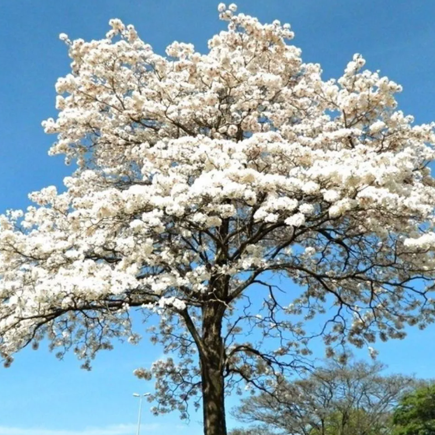 Ypê branco para roupas delicadas