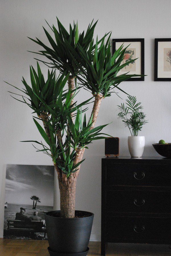 Iuca planta