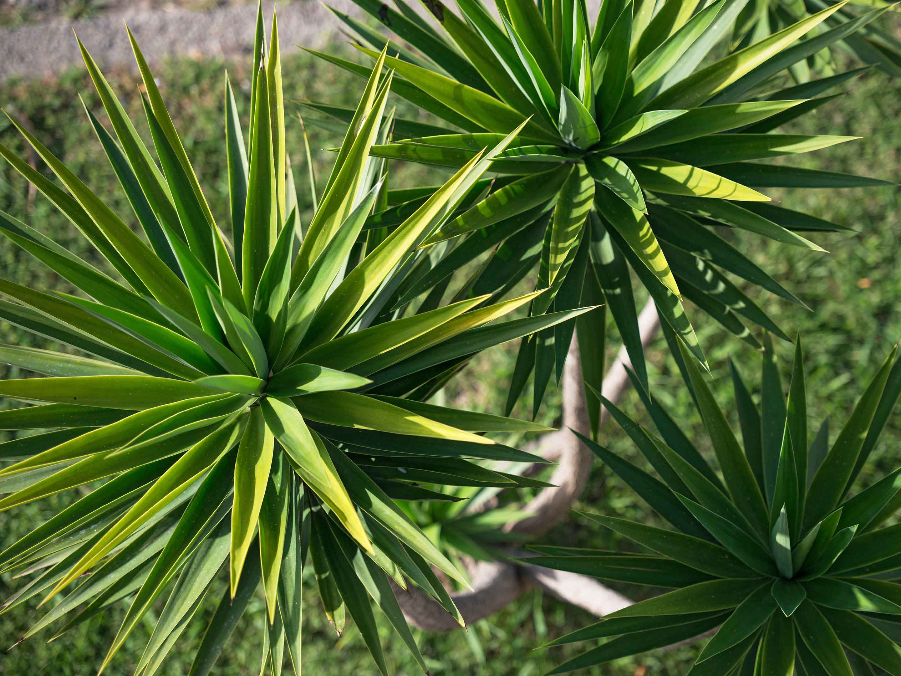 Cuidados com Yucca