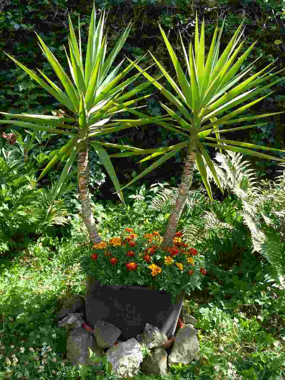 Yucca para apartamento